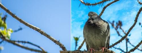 How to Easily Replace a Sky in Photoshop