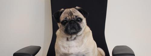 Why Are There So Many Pugs? Meet Wednesday, Our Mascot