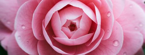 How to Create Rain Droplets for Petals in Photoshop