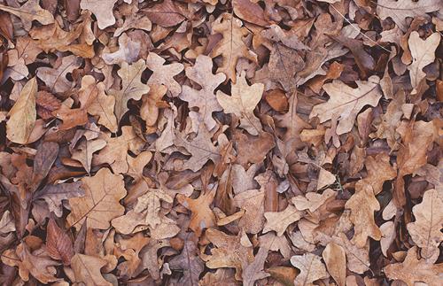 Dry Leaves Texture Pack