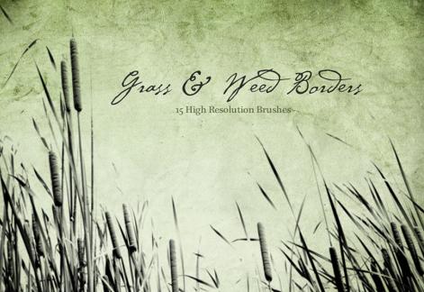 Grass & Weed Borders
