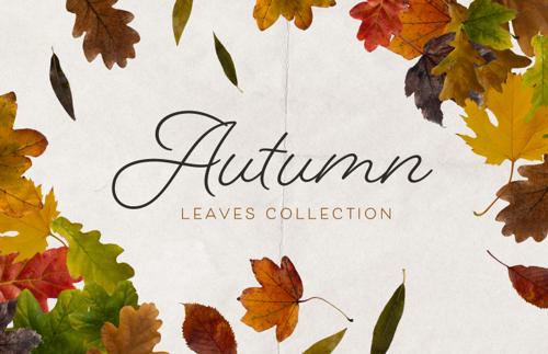 Isolated Autumn Leaves Collection