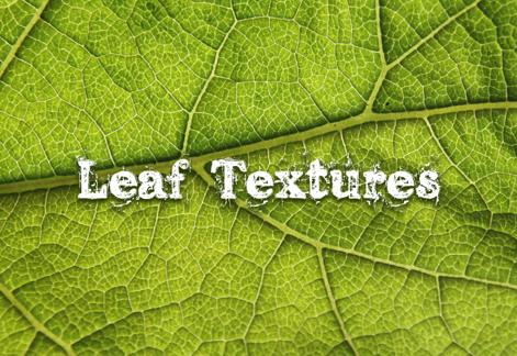 Leaf Textures