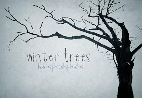 Winter Trees
