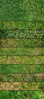 Eco-Friendly Green Grass Textures