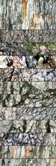 Grungy Wood And Bark Textures