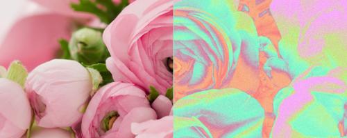 How to Make a Mind-Bending Color Photo Effect in Photoshop