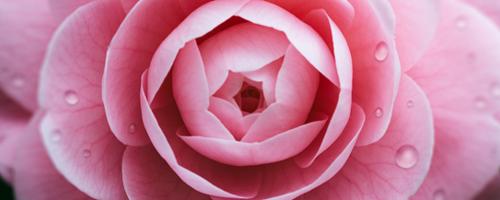 How to Create Rain Droplets for Petals in Photoshop
